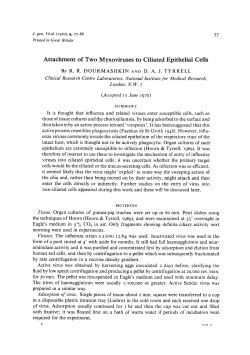Attachment of Two Myxoviruses to Ciliated Epithelial Cells