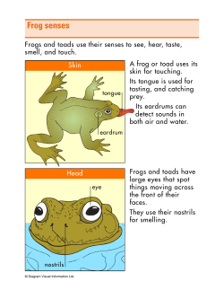 Frog senses
