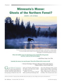 Minnesota`s Moose: Ghosts of the Northern Forest?