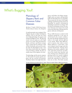 Phenology of slippery bark and common foliar diseases