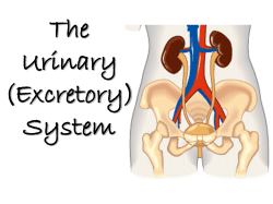The Excretory System