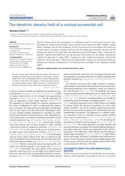 The dendritic density field of a cortical pyramidal cell