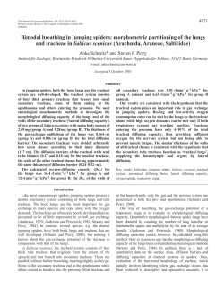 Bimodal breathing in jumping spiders