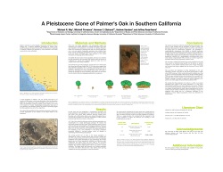 A Pleistocene Clone of Palmer`s Oak in Southern California
