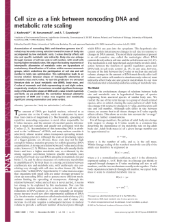 Cell size as a link between noncoding DNA and