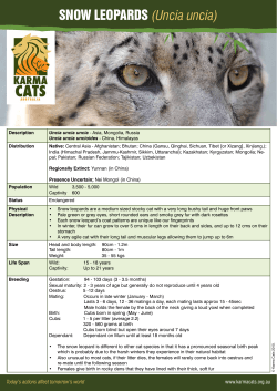 SNOW LEOPARDS (Uncia uncia)