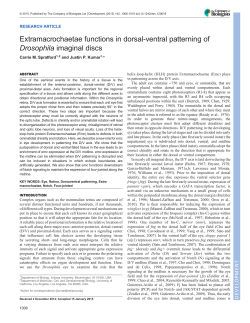 Extramacrochaetae functions in dorsal-ventral