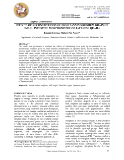 effects of reconstitution of high tannin sorghum grain on small