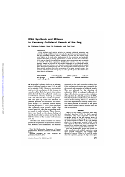 DNA Synthesis and Mitoses in Coronary Collateral Vessels of the Dog