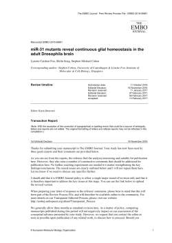 miR‐31 mutants reveal continuous glial homeostasis in the adult
