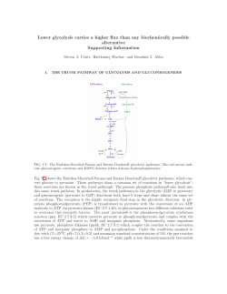 Lower glycolysis carries a higher flux than any biochemically