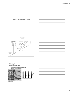 Pteridophyte reproduction