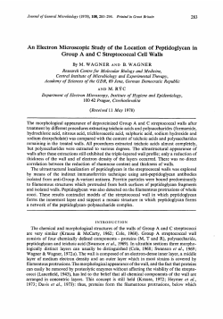An Electron Microscopic Study of the Location of