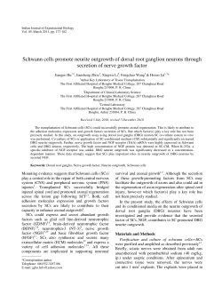 Schwann cells promote neurite outgrowth of