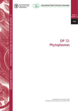 DP 12: Phytoplasmas