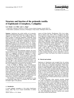 Structure and function of the prehensile tentilla of Euplokamis