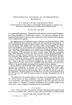 PSEUDOMONAS STUTZERI IN PATHOLOGICAL MATERIAL S. P.