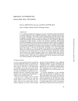 PROTEIN SYNTHESIS BY ISOLATED PEA NUCLEOLI