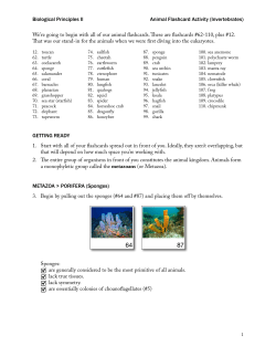 Animal Flashcard Activity (Part 1)