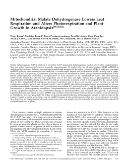 Mitochondrial Malate Dehydrogenase Lowers Leaf Respiration and