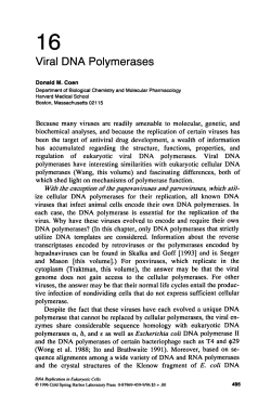 Chapter 16: Viral DNA Polymerases