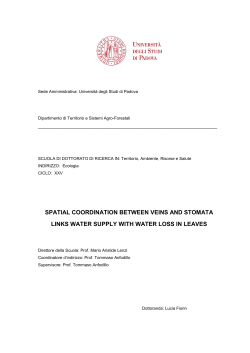 spatial coordination between veins and stomata links water supply