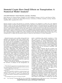 Stomatal Crypts Have Small Effects on Transpiration: A Numerical