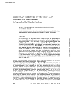 CHLOROPLAST MEMBRANES OF THE II. Topography of the