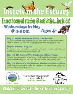 KELT offers FREE children`s activities about insects!