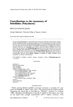 Contributions to the taxonomy of Sabellidae (Polychaeta)
