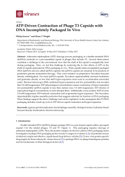 ATP-Driven Contraction of Phage T3 Capsids with DNA