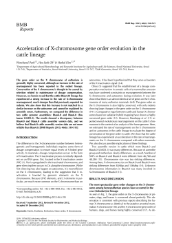 Acceleration of X-chromosome gene order evolution in the cattle