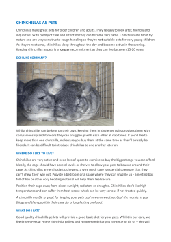chinchilla care