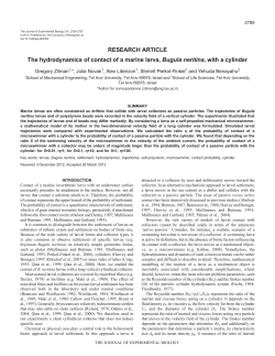 The hydrodynamics of contact of a marine larva, Bugula neritina