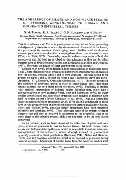 the adherence of pilate and non-pilate strains of neisseria