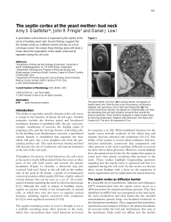 The septin cortex at the yeast mother&ndash;bud neck