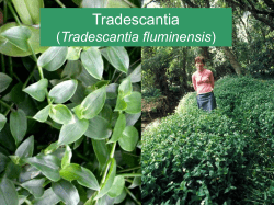 Biocontrol of Tradescantia in New Zealand &ndash; an update