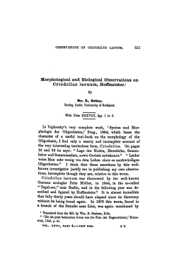 Morphological and Biological Observations on Criodrilus lacuum