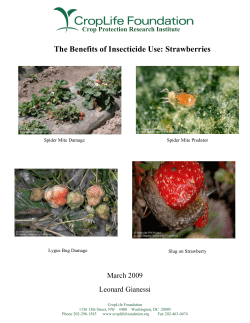 The Benefits of Insecticide Use: Strawberries