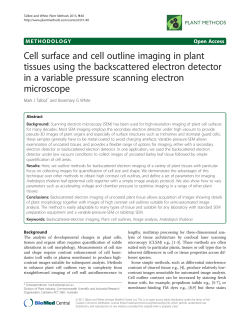 Cell surface and cell outline imaging in plant tissues using the