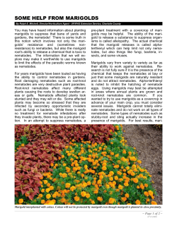 Help From Marigolds - Charlotte County Extension Service