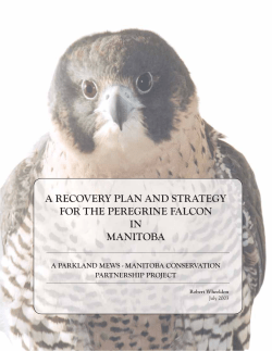 a recovery plan and strategy for the peregrine falcon in manitoba