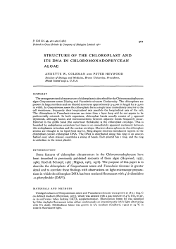 structure of the chloroplast and its dna in chloromonadophycean algae