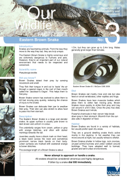 Brown snake
