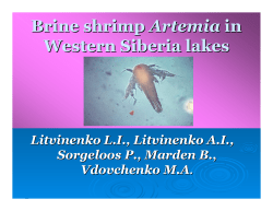 Brine shrimp Artemia in Western Siberia lakes