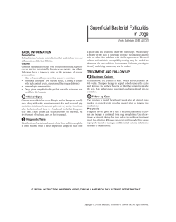 Superficial Bacterial Folliculitis in Dogs