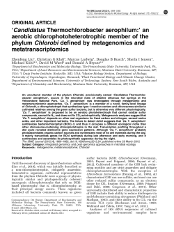 Candidatus Thermochlorobacter aerophilum