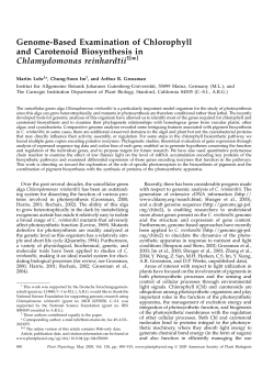 Genome-Based Examination of Chlorophyll and Carotenoid