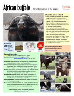 African buffalo the undisputed boss of the savanna!
