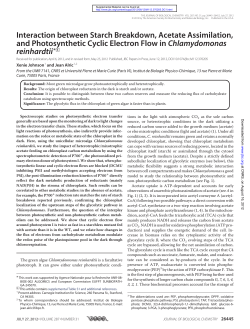 Interaction between Starch Breakdown, Acetate Assimilation, and